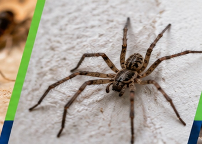 Spider on a pale wall
