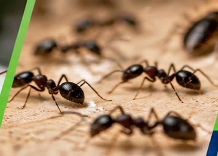 Ants moving along a natural surface