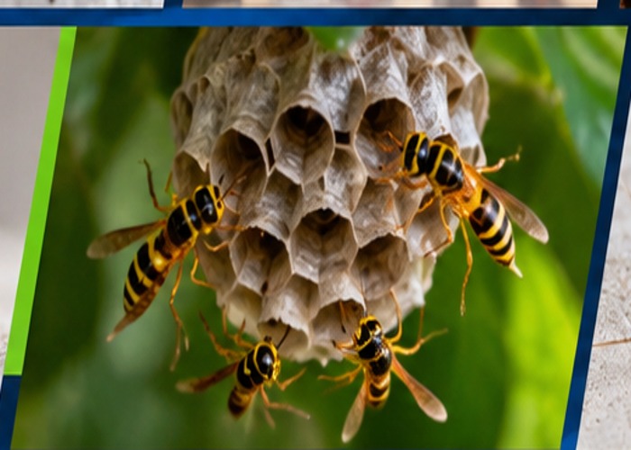 Wasps gathered on a nest
